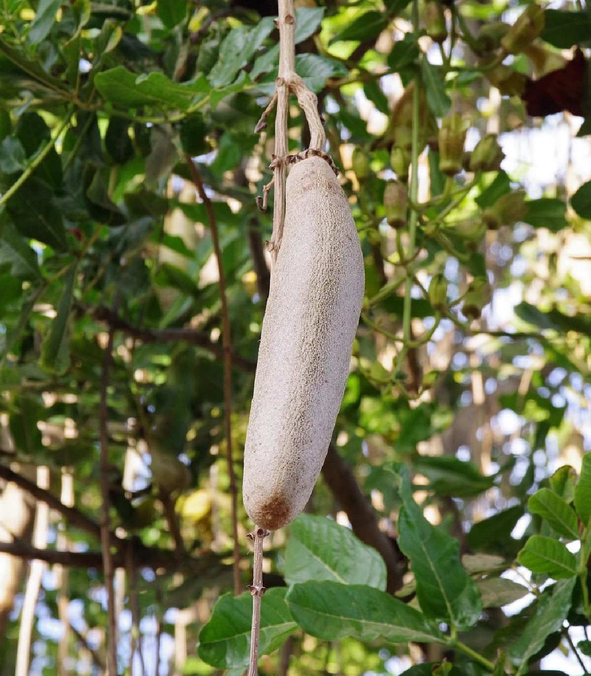 Semená kigélie – Salámový strom – Kigelia africana